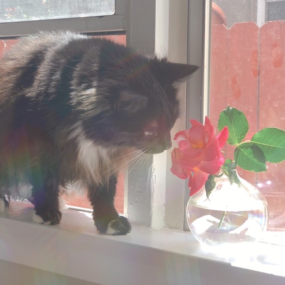 Meet your Posher, Brianne - Picture 3 of 8